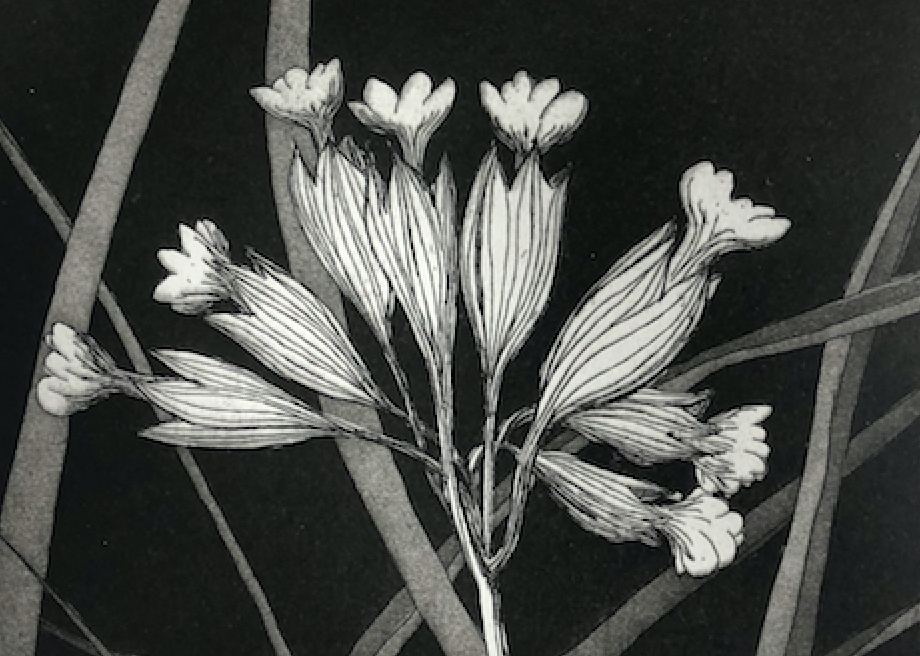 Cowslips Etching & Aquatint ALICE